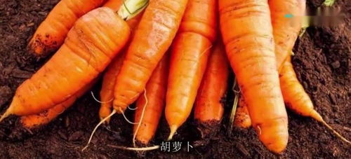 十二星座是什么蔬菜